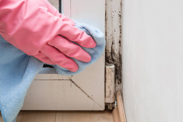 Best Local Mold Removal Service  in Reedspt, OR